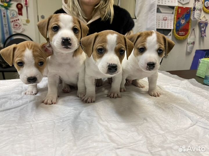 Щенки джек рассел терьер