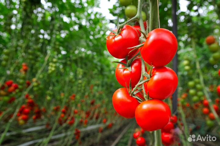 Вахта Сборщик(ца) в тепличный комплекс