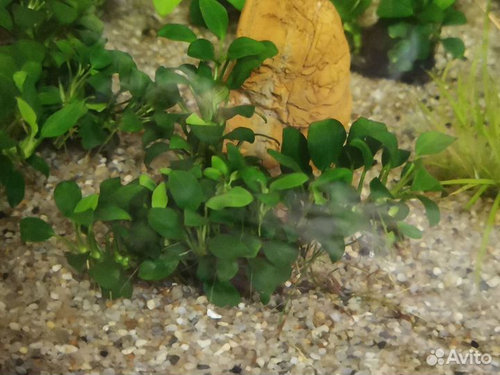 Аквариумные растения и рыбки