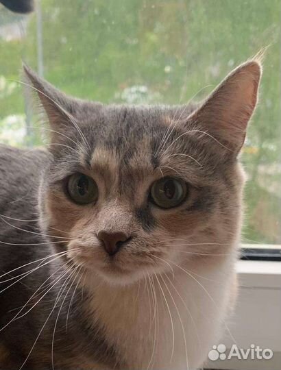 Кошка в дар бесплатно