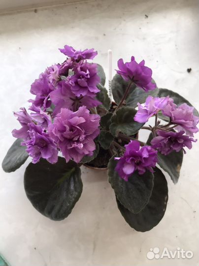 Цветущие фиалки сорта Apache Midnight