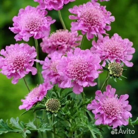 Скабиоза японская многолетнее растение