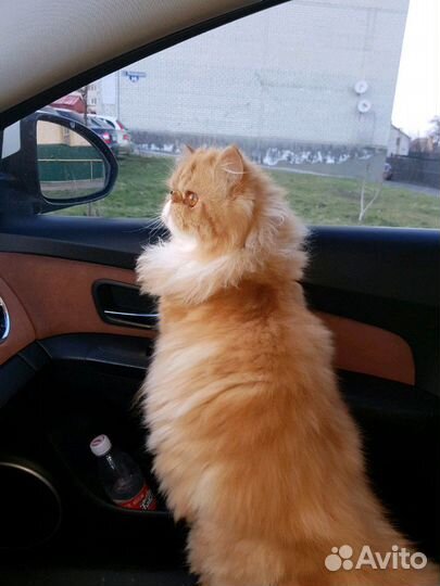 Котик для вязки