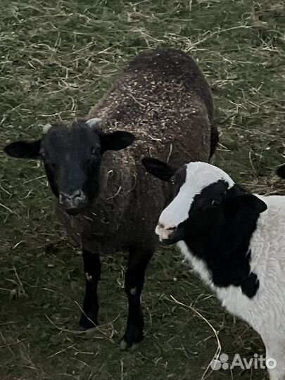 Овцы бараны ягнята дорпер