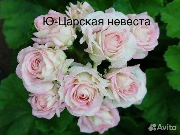 Пеларгонии Царская невеста, lovely Wera и др