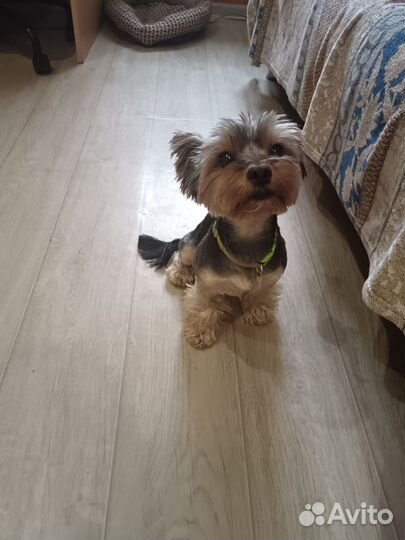 Йоркширский терьер девочка