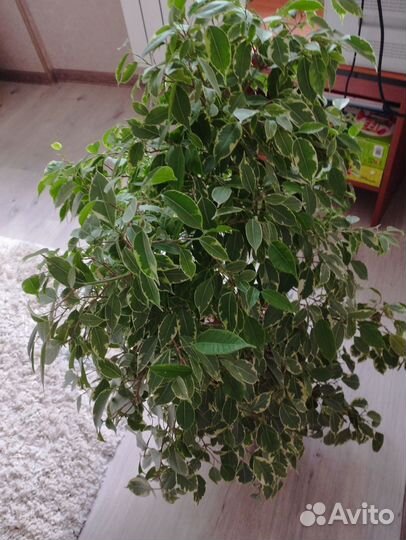 Комнатные растения цветы большие