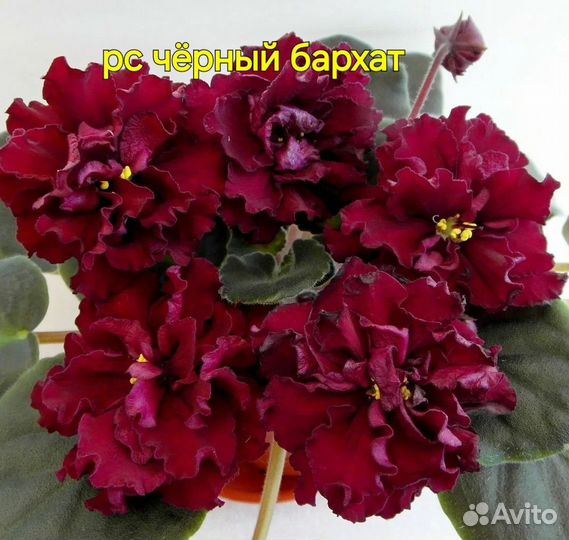 Фиалка