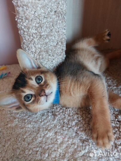 Абиссинские котята