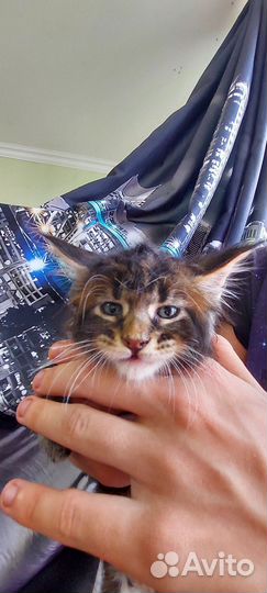 Котята мейн-кун