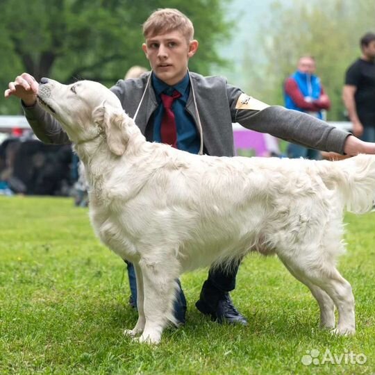 Услуги хендлера