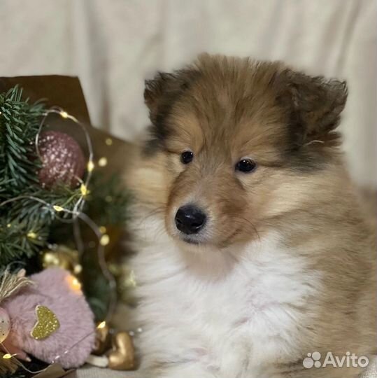 Щенки колли