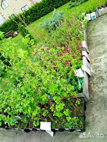 Саженцы плодовых кустарников