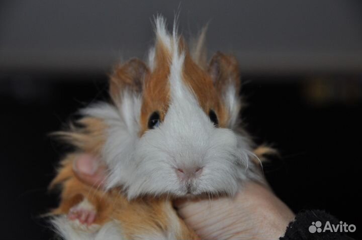 Морские свинки