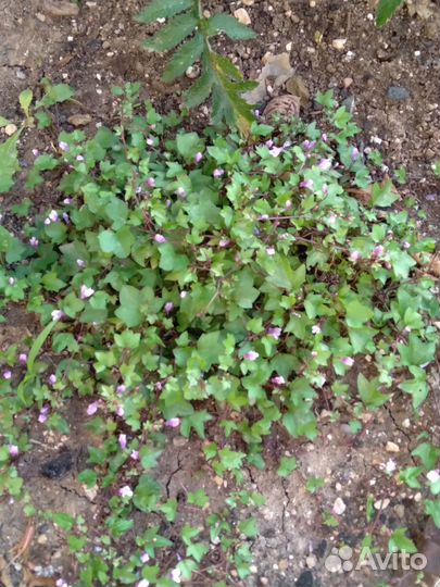 Лён, Цимбалярия, Вербейник монетчатый, Яснотка идр