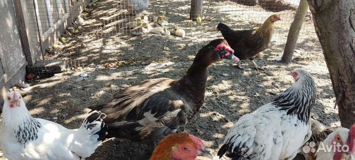 Инкубационное яйцо индоуток