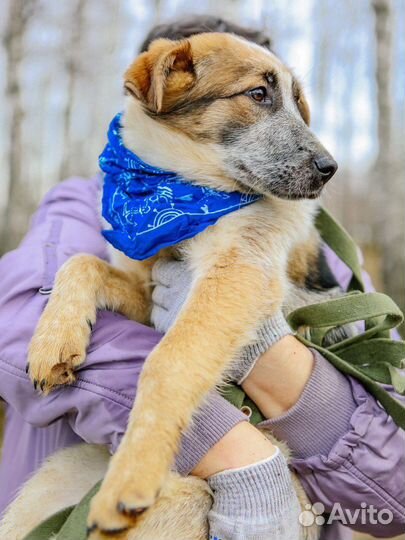 Собака в добрые руки из приюта