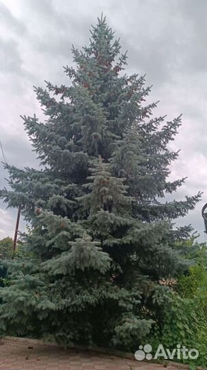 Ель голубая