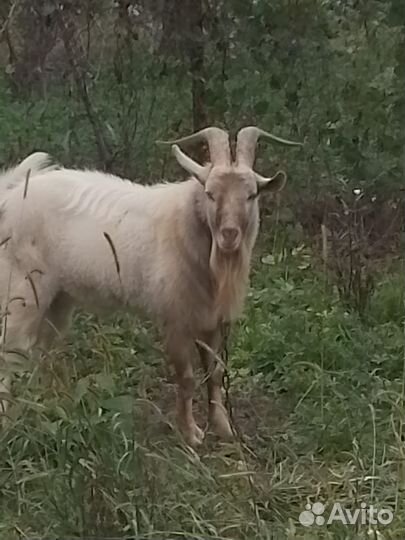 Козел зааненский