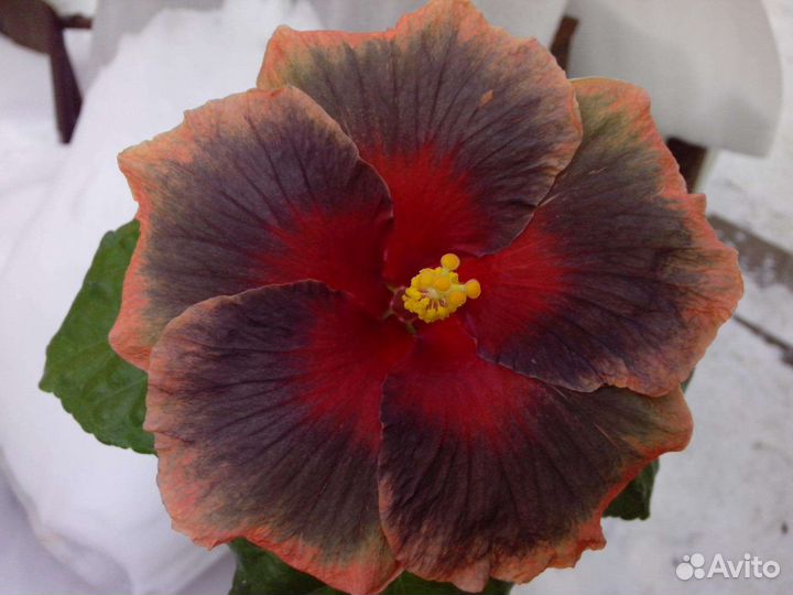 Сортовые гибискусы