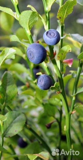 Брусника и Черника (от 50шт)