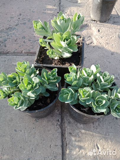 Очиток видный (многолетник)