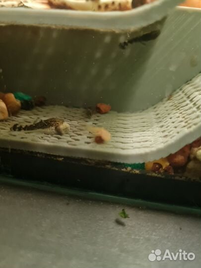 Мальки сомиков