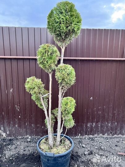 Туя стриженнная смарагд