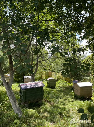 Мед с собственной пасеки 2023 урожай