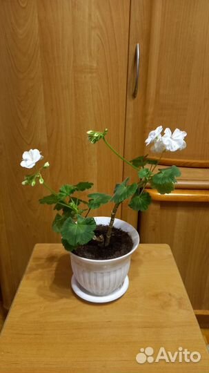 Бегония белая