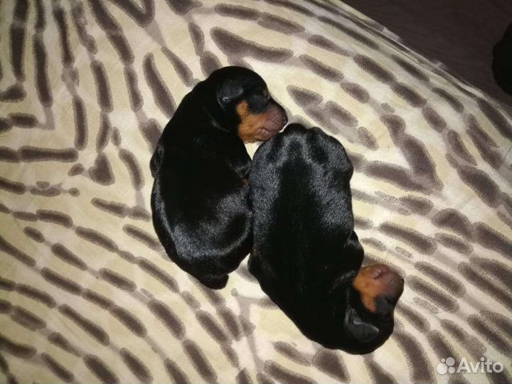 Цвергпинчер