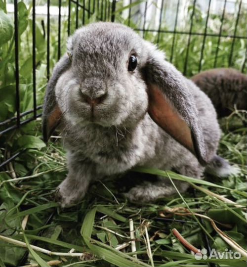 Кролики карликовые минилопы и рексы
