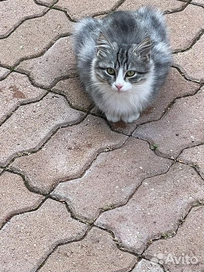 Кошка в дар бесплатно