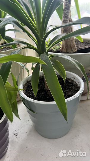 Пальма юкка