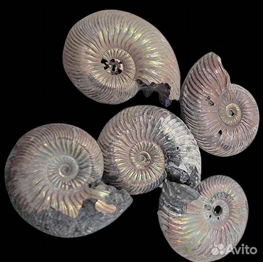 Пиритизированные Аммониты Quenstetoceras. Лот 30кг