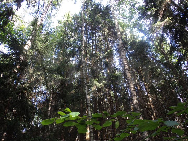 Дача 36 м² на участке 13 сот.