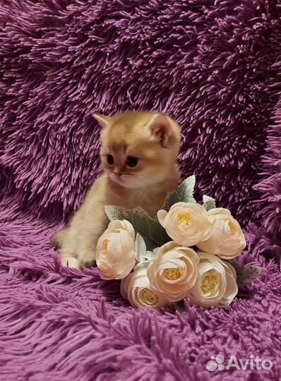 Шотландская