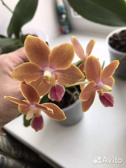 Орхидея фаленопсис Феникс(Отцвёл)