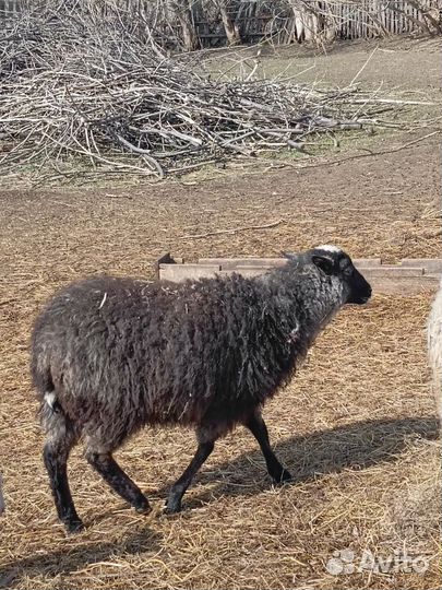 Ярки на племя