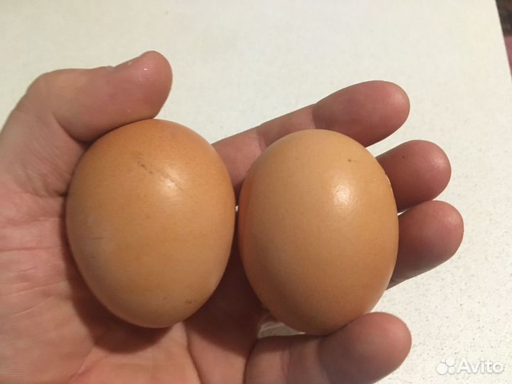 Инкубационное яйцо перепела индюка гуся индоутки