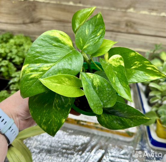 Комнатные цветы