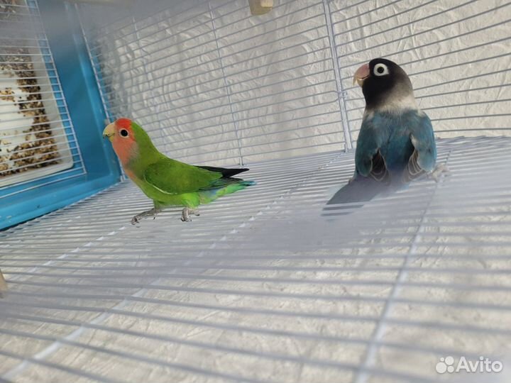 Неразлучники в клетке