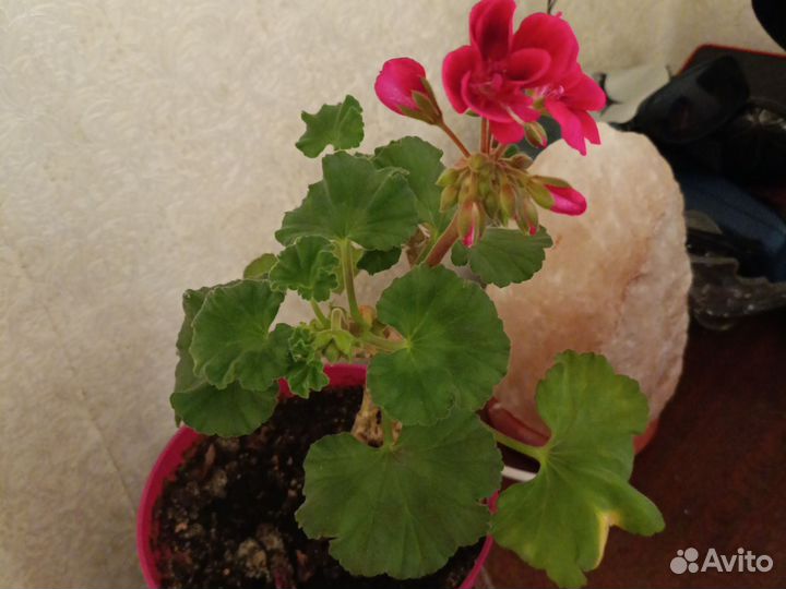 Пеларгония герань сортовая