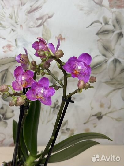 Орхидея фаленопсис бабочка