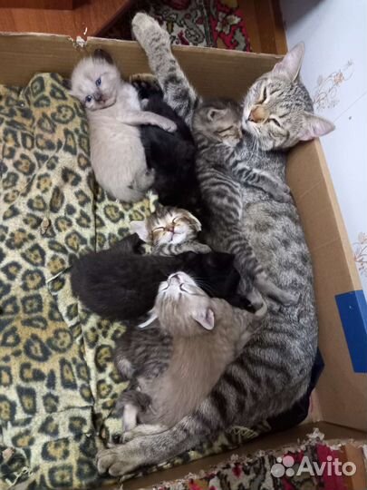 Кошка в дар бесплатно