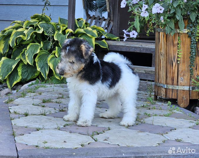 Фокстерьер жесткошерстный