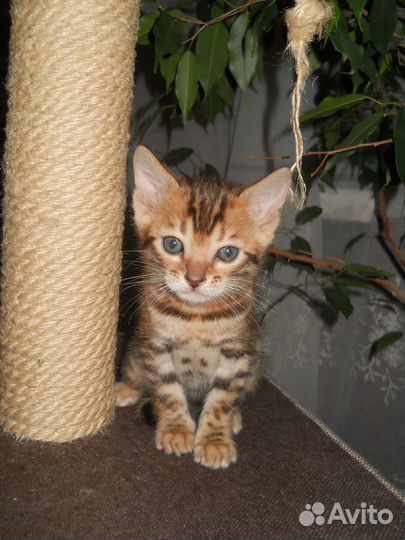 Бенгальские котята