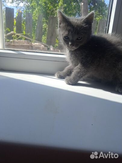 Котята