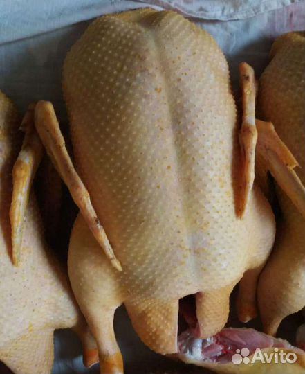 Домашняя курочка