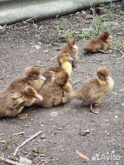 Мускусные утята индоутки